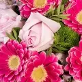 Ungezähmte Schönheit: Rosen und Gerbera