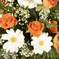 Soft Light: Roses and Gerberas