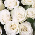 Clasic Love: 50 Rosas brancas