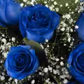 Regard vers l'infini: 12 roses bleues