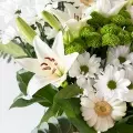 Pure Emotion: Weiße Lilien und Gerbera