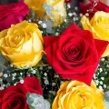 Flamenco: 12 Żółtych i Czerwonych Róż