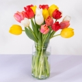 Iris: 20 Kolorowych Tulipanów