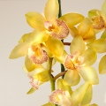 Gelbe Kahnorchidee