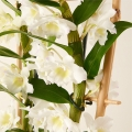 Dendrobium Białe