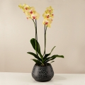 Yellow Rising: Yellow Orchid