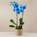 Quiet Storm: Blaue Orchidee