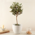 Mini-Olivenbaum