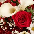 Harmonie : Roses et Callas