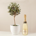 Olivenbaum mit Champagner