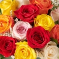 Bossa Nova: Rosas Multicolor