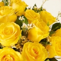My Sunshine : Roses Jaunes