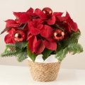 Christmas Star: Poinsettia