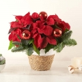 Christmas Star: Poinsettia