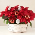 Sparkling Christmas: Poinsettia Basket