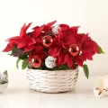 Pırıl pırıl Noel: Poinsettia Sepeti