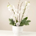 White Christmas: Orquídea Blanca