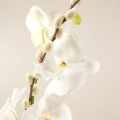 White Christmas: Orquídea Blanca
