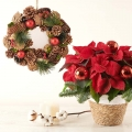 Santa’s Treat: Poinsettia and Christmas Wreath