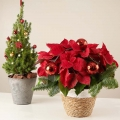 Family Joy: Poinsettia and Mini Christmas Tree