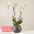 My Dearest: Weiße Orchidee