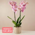 Sincere Love: Orchidée Rose