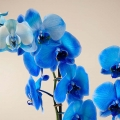 Orquídea azul e álbum