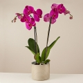 Pink Bubbles: Orchidea e Cava