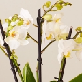 Bright Exquisiteness: Orquídea y Champán