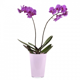 Silk Touch: Violet Orchid