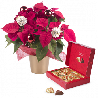 Tendre Poinsettia