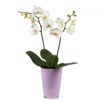 Touche Classique : Orchidée Blanche