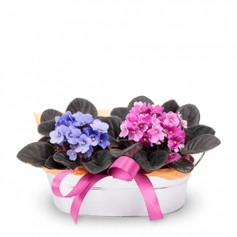 Cestino d'Allegria: 2 Violette Africane