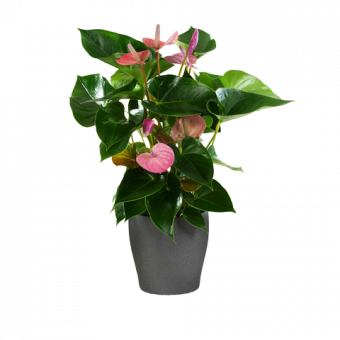Anthurium Rose