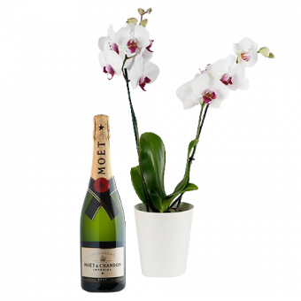 Burbujas con Estilo: Orquídea Blanca