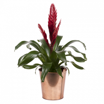 Bromelie: rot