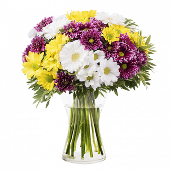 Crazy Daisies: Mixed Daisies