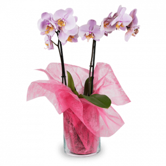 La Vie en Rose : Orchidée Rose