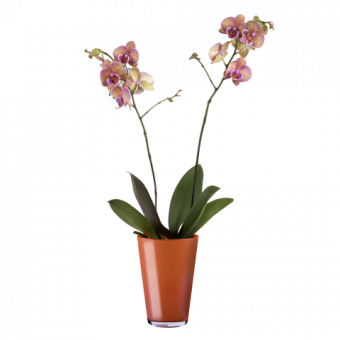 Orchidée Crème Tigrée