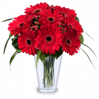 Charmantes Coccinelles : Gerberas Rouges