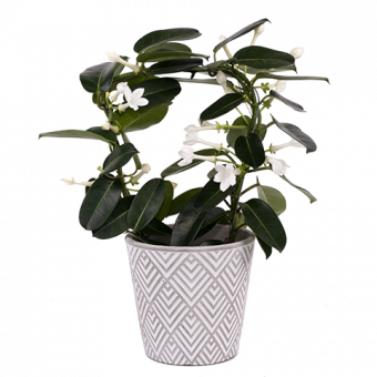Reine Africaine : Jasmin de Madagascar