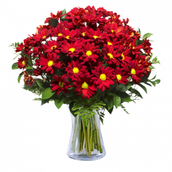 Provinz Spaziergang: Rote Chrysanthemen