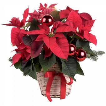 Flamme Hivernale : Poinsettia rouge