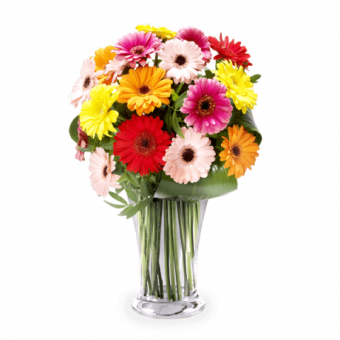Regenbogen: Gemischte Gerbera