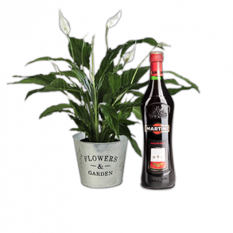 Spathiphyllum con Martini rosso