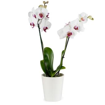 Toque Clásico: Orquídea blanca
