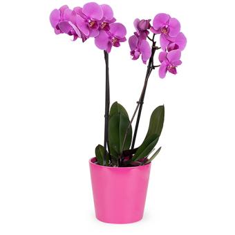 Tocco di Seta: Orchidea Fuxia