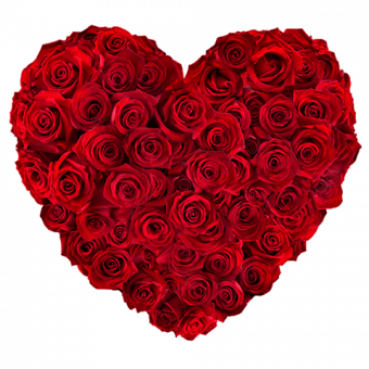 Cuore di rose: 50 rose rosse