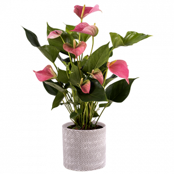 Anthurium Rosa