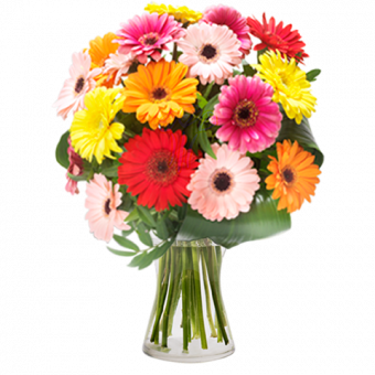 Arc-en-Ciel : Gerberas Multicolores